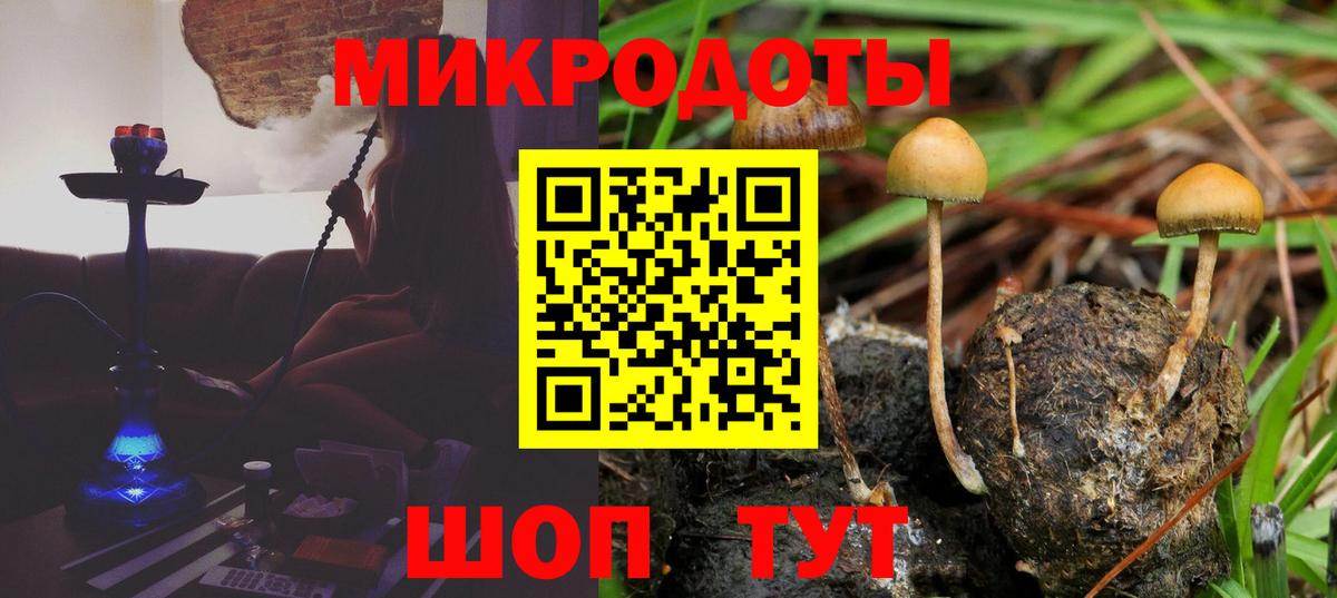 Галлюциногенные грибы Psilocybine cubensis Минусинск
